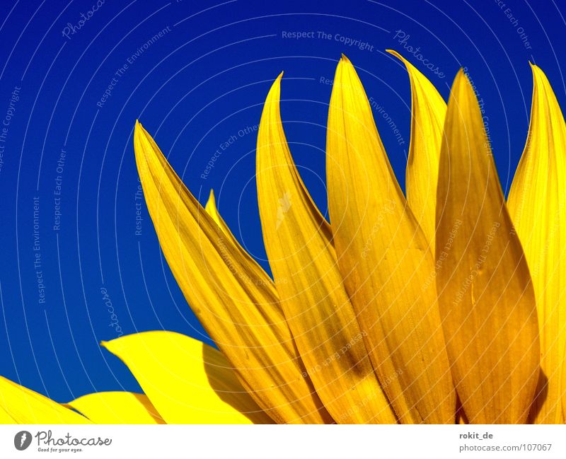 Burning flame brennen züngeln gelb Sonnenblume Blüte Blütenblatt Sommer Stengel strahlend Physik kalt Sonnenblumenöl Sonnenblumenkern Sonnenlicht Flamme blau