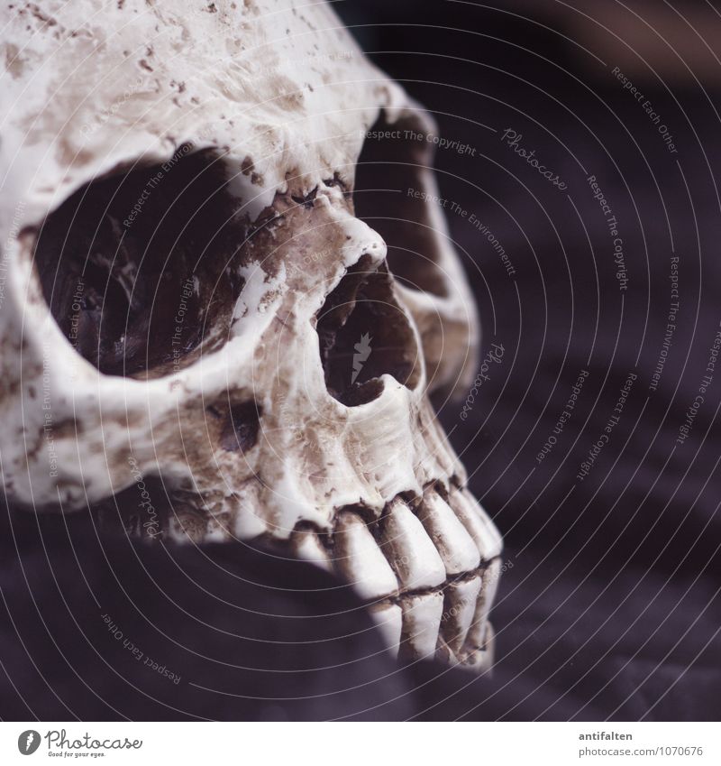 Freitag der 13te Körper Kopf Gesicht Zähne Kunst Ausstellung Kunstwerk Skulptur Zeichen Schädel Skelett liegen außergewöhnlich bedrohlich dunkel verrückt