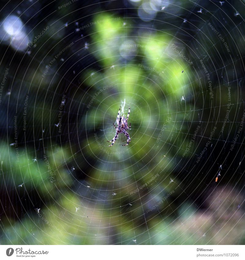 Netzwerk Seil Zoo Umwelt Natur Urelemente Schönes Wetter Pflanze Tier Spinne 1 Linie Fressen hängen bedrohlich gruselig hässlich grün Angst Spinnennetz