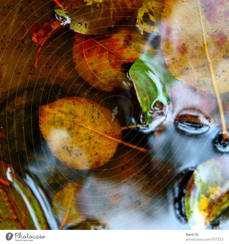 Wasserbett Herbst mehrfarbig Blatt nass Pfütze Herbstfärbung Jahreszeiten schlechtes Wetter grün Wasserfarbe Wasserlache durcheinander glänzend Ölfilm