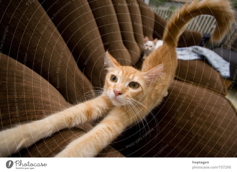 Katze streckt sich Wohnzimmer Tier Sofa Langeweile Säugetier Vertrauen Müdigkeit Verkehrswege