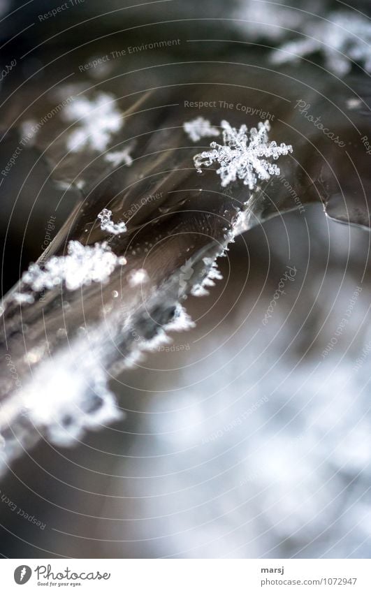 Perfekt, diese Kunstwerke der Natur Winter Eis Frost Schnee außergewöhnlich gigantisch kalt klein Hoffnung demütig Überraschung Schneeflocke Eiskristall winzig
