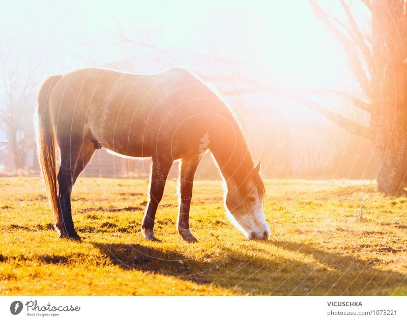 Grasendes Pferd in Abensonne Lifestyle Freizeit & Hobby Reiten Ferien & Urlaub & Reisen Sommer Natur Sonnenaufgang Sonnenuntergang Frühling Herbst