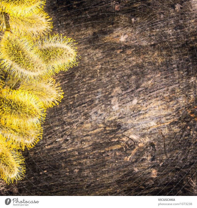 Gelbe Weidenkätzchen auf Holz Hintergrund Stil Design Garten Dekoration & Verzierung Natur Frühling Pflanze braun gelb Hintergrundbild pussy Pollen April