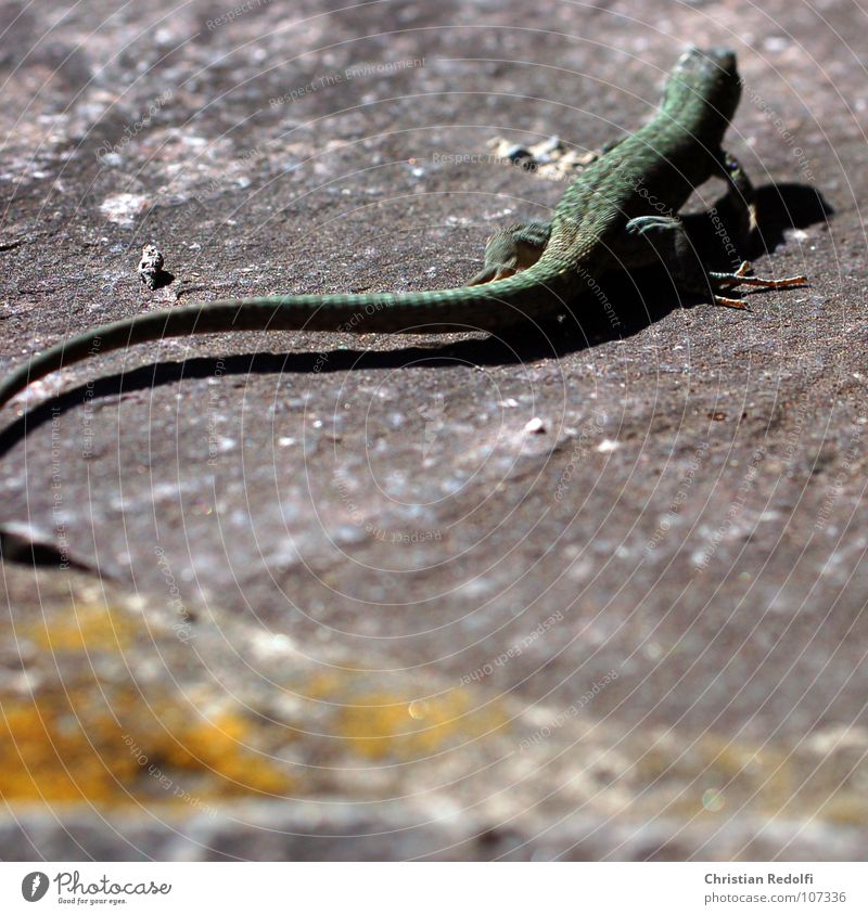 Echse Echsen Tier Flucht Angst Panik Schwanz Krallen exotisch grün Mauer Reptil