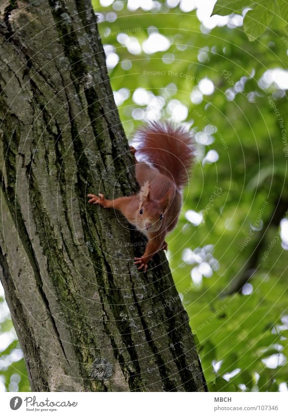 Was bist du denn für einer? Eichhörnchen rot Baum festhalten Baumstamm Krallen Schwanz buschig niedlich Tier Nagetiere gefährlich beweglich Geschwindigkeit