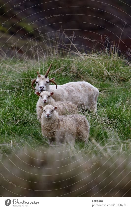 Iceland - three sheep Natur Tier Sommer Wiese Nutztier Schaf 3 Tierfamilie Blick stehen braun grün Freundschaft Zusammensein Überraschung