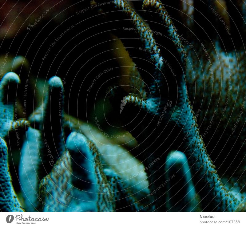 Spülhandschuhe des Grauens Meer Hand Finger Tier außergewöhnlich blau skurril Korallen Alptraum seltsam unheimlich Meerestier Farbfoto Unterwasseraufnahme