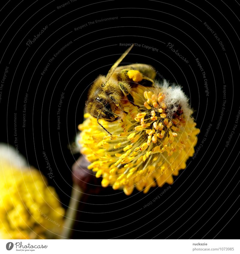 Weidenkaetzchen; Biene; Pollenhoeschen; Apis; Natur Pflanze Tier Frühling Baum Blüte Wildpflanze Park Wald Haustier Blühend springen frei gelb schwarz weiß