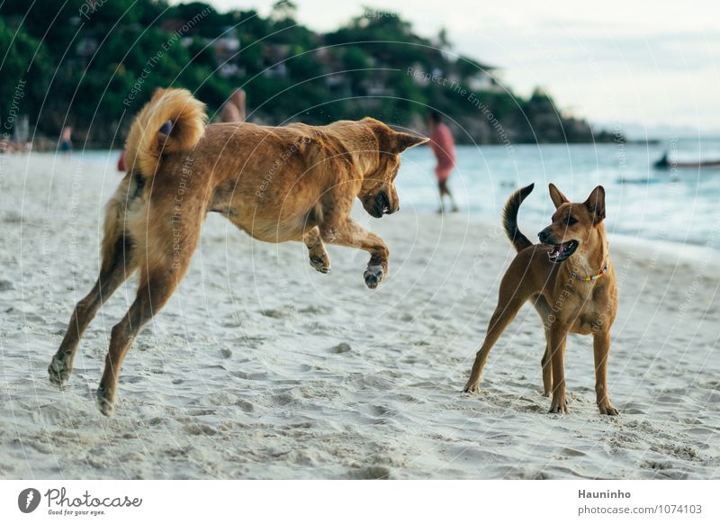 spielende Hunde Ferien & Urlaub & Reisen Abenteuer Sommerurlaub Strand Sand Wasser Schönes Wetter Baum Wildpflanze Meer Thailand Tier Haustier Mischling 2