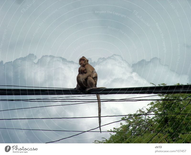 Vor dem Sturm Affen Tier Monsun Wolken Säugetier Asien Himmel Monkey Animal Monsoon Gewitter Storm Regen Rain Clouds
