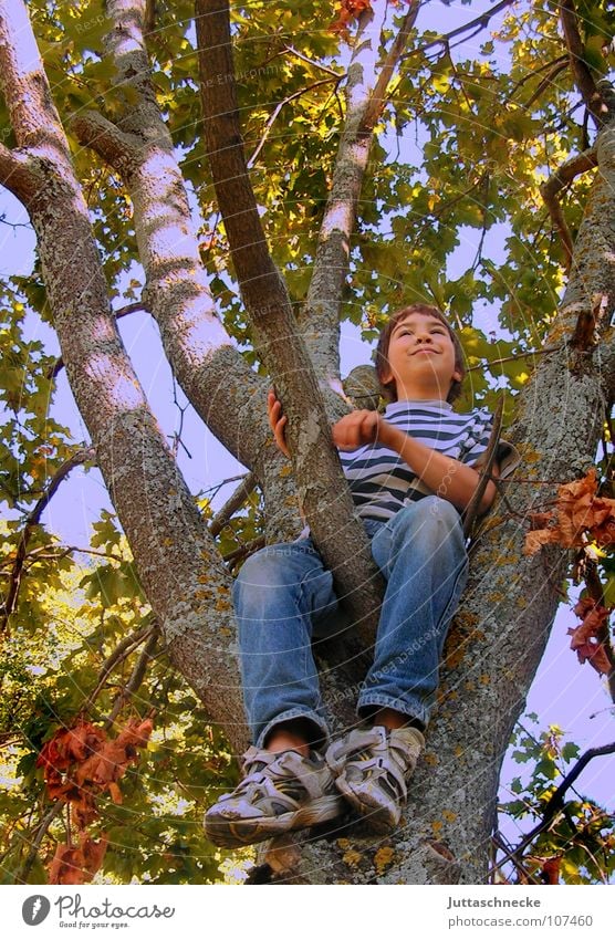 Ja Junge Kind Baum Klettern hoch fallen Baumkrone Blatt Herbst Spielen Zufriedenheit Image fertig Lebensfreude unten Schuhe Schuhsohle Baumrinde stehen Natur