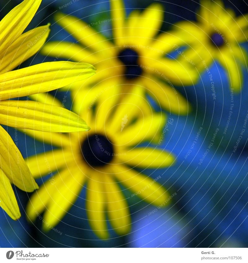 Ecke ab knallig mehrfarbig zweifarbig gelb blau-gelb Blume Blüte Pflanze Blumenstrauß Valentinstag Gruß Blütenblatt Tiefenschärfe Freude Farbe Sonnenhut