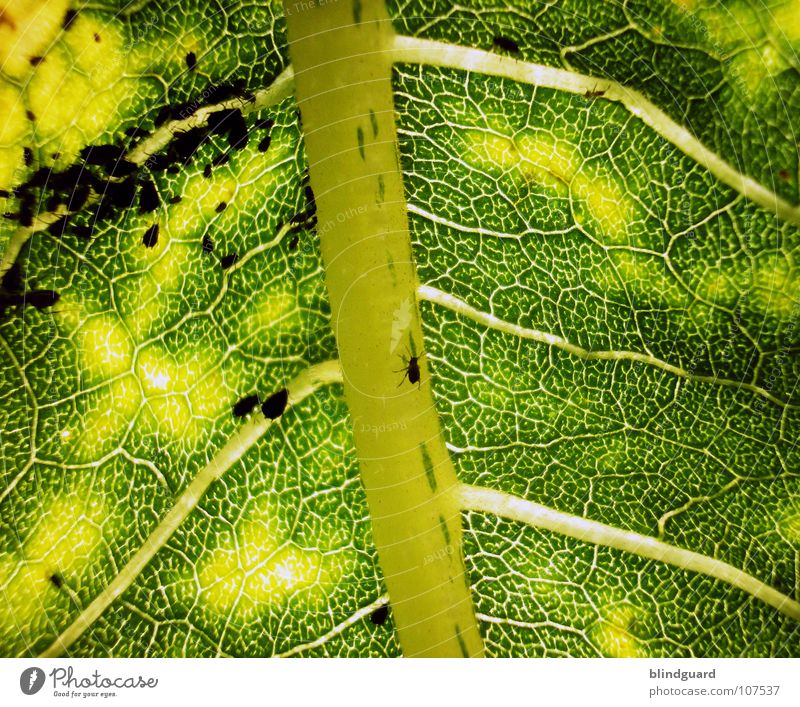 Parasiten Sonnenblume Blatt grün Pflanze Biologie Gärtner Sommer Perspektive Ranke gedeihen Wachstum gelb aufgehen Blühend entfalten Sonnenblumenöl Ameise klein