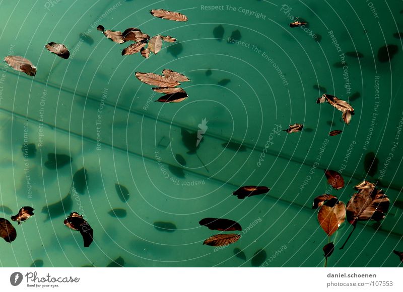 neulich im Freibad 2 Schwimmbad Herbst Saison Saisonende Blatt zyan grün Hintergrundbild abstrakt Stimmung Tod leer dreckig Oberfläche Vergänglichkeit Wasser