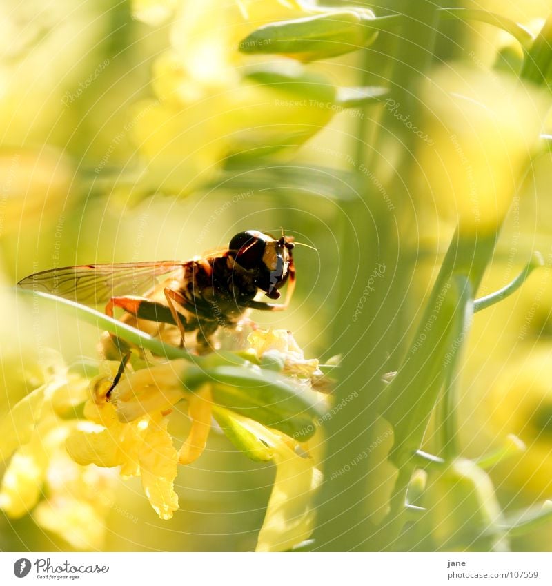 achtung ... stillgestanden! Blüte Pollen Brokkoli Sommer Wespen Tier Pflanze Frühling Fühler gelb Honig Insekt Staubfäden Rüssel Sammlung Wiese grün Blume