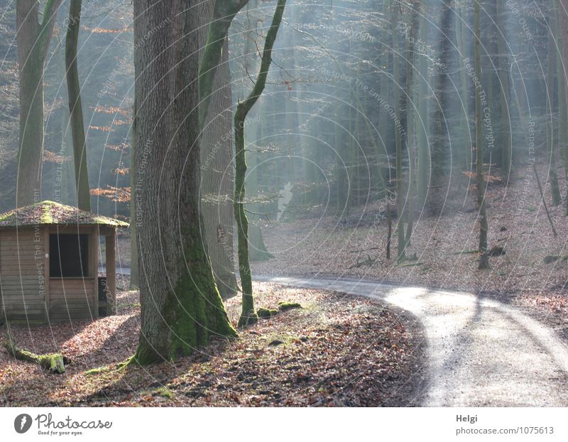 die Hütte im Wald... Umwelt Natur Landschaft Pflanze Winter Schönes Wetter Baum Teutoburger Wald Wege & Pfade leuchten stehen dehydrieren Wachstum ästhetisch