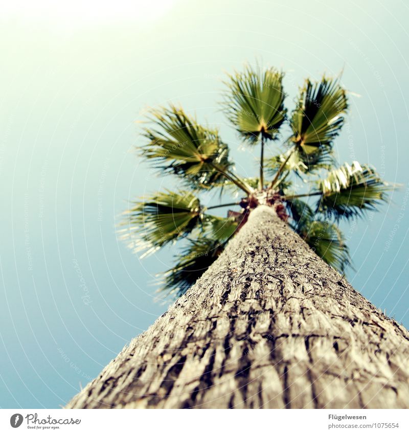 Palma Ferien & Urlaub & Reisen Tourismus Pflanze Baum exotisch Palme Palmenwedel Palmenstrand Palmenhaus Palmentapete Palmendach Urlaubsfoto Urlaubsstimmung