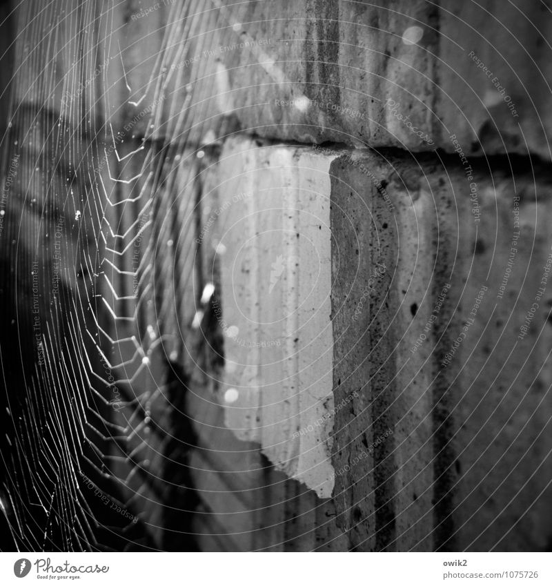 Hängematte Natur Tier Stein hängen leuchten dünn authentisch fest Spinnennetz Spinngewebe netzartig gewebt Quader Stapel Schwarzweißfoto Außenaufnahme