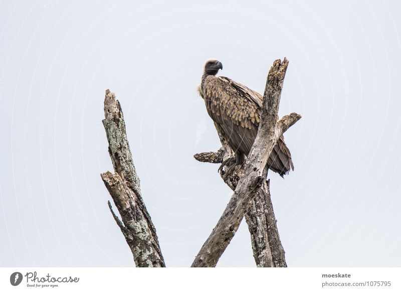 Unter Geiern #2 Vogel braun Afrika Südafrika Krüger Nationalpark Baumkrone Gedeckte Farben Textfreiraum links Tierporträt Blick nach hinten