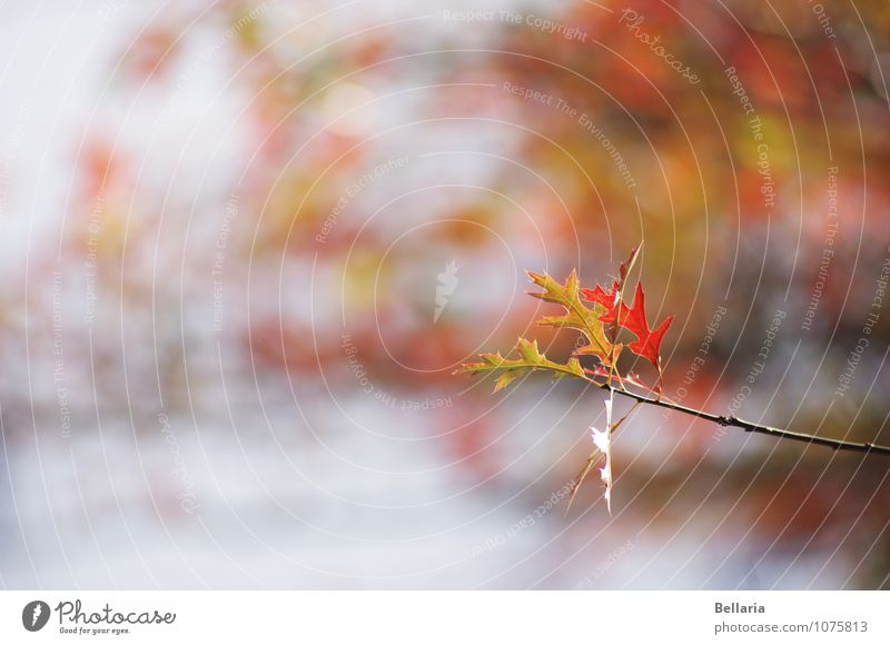 Herbstzauber Umwelt Natur Tier Sonnenlicht Schönes Wetter Baum Blatt Park Wald Kleinstadt Stadt braun mehrfarbig gelb rot Farbfoto Außenaufnahme Nahaufnahme