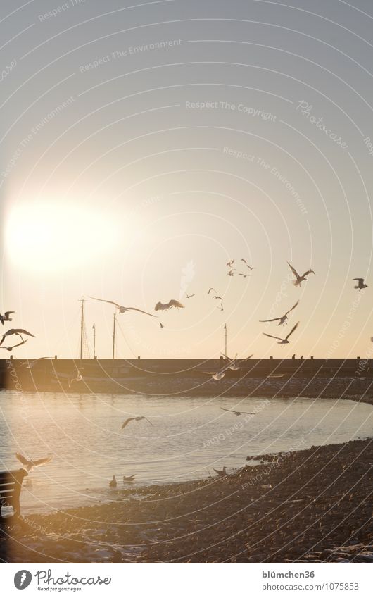 Wasserzeichen | Wasser birgt Leben! Natur Luft Himmel Sonnenaufgang Sonnenuntergang Schönes Wetter Seeufer Bucht Bodensee Gewässer Vogel Möwe Möwenvögel fliegen