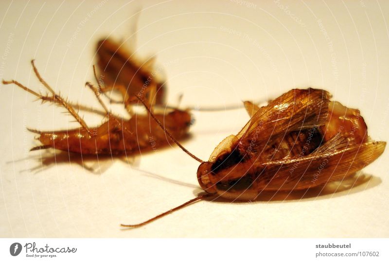 la cucaracha Gemeine Küchenschabe Spanien Insekt Zerstörung Haushalt Vergänglichkeit cockroach Tod Käfer vergasung Sauberkeit insektizid