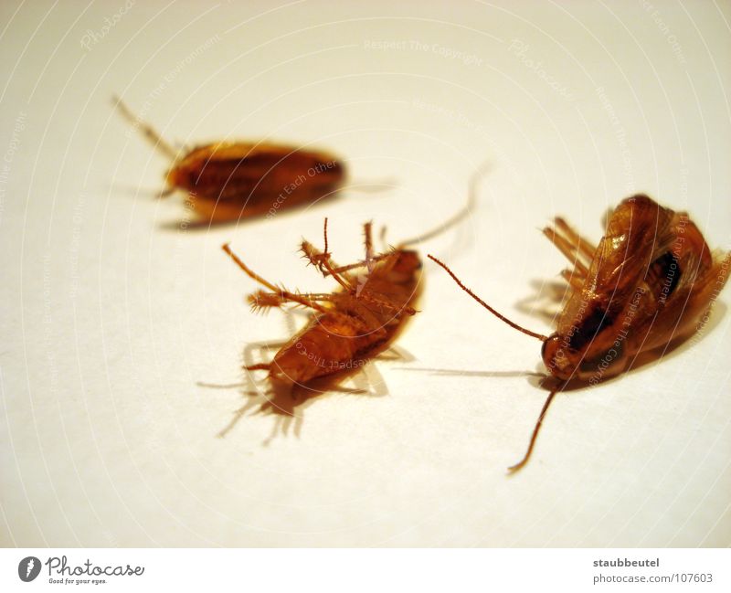 la cucaracha 2 Gemeine Küchenschabe Spanien Insekt Zerstörung Haushalt Angst Panik cockroach Tod Käfer vergasung Sauberkeit insektizid