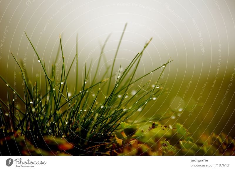 Wiese, morgens Gras Nebel Wachstum grün Stengel weich zart Umwelt Pflanze Herbst Morgen frisch nass Farbe Natur Wassertropfen Seil