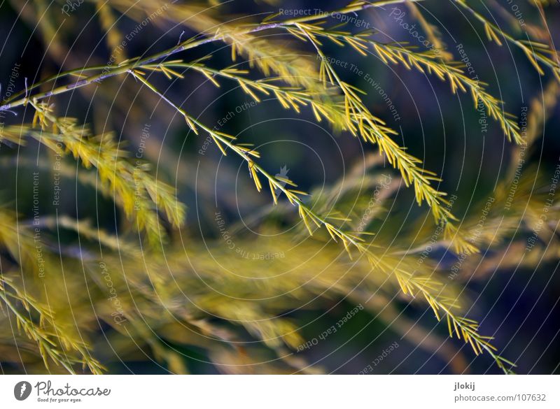 Deko Gras Herbst Pflanze Biologie Sträucher buschig Wachstum sprießen violett gelb Unschärfe weich Jahreszeiten zerzaust kalt dunkel Natur Feld zart schön