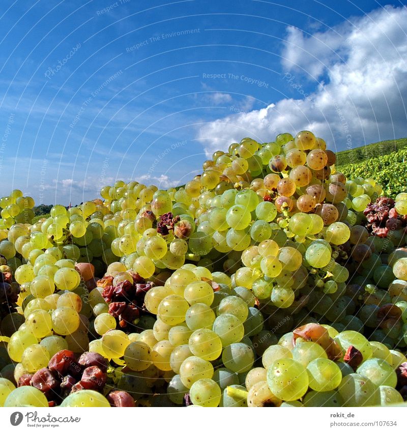 Das wird ein guter Tropfen Weinlese Weinberg Weintrauben Berghang Eltville Rheingau Alkoholisiert Wolken gelb grün Herbst Ernte herb fruchtig Straußwirtschaft