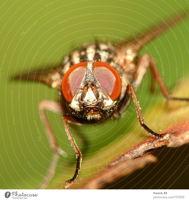 Makro-Fliege 3 Natur Tier Flügel 1 Blick Ekel grün rot schwarz faszinierend Insekt leicht Schweben Facettenauge Beine hypnotisch Fleischfliege frontal