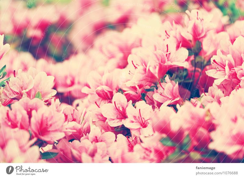 j'aime les fleurs.................... Umwelt Natur Pflanze Frühling Sommer Sträucher Blüte schön rosa weiß Monaco rosarote Brille Teppich viele Duft Süden