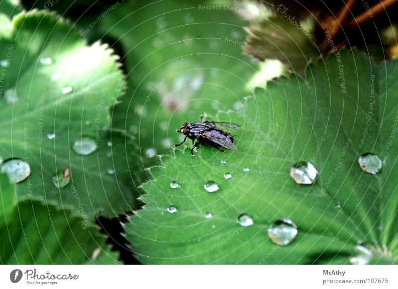 Fliege und Regen Blatt grün Insekt Wassertropfen Natur Makroaufnahme