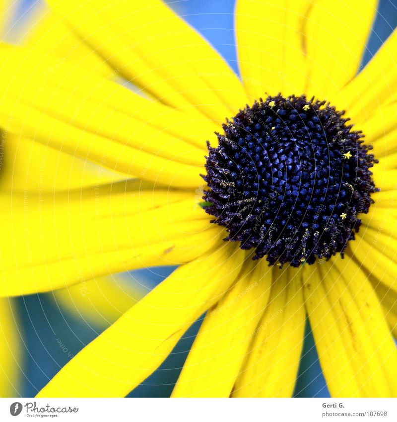 blackeye Knopfauge grell verrückt knallig mehrfarbig zweifarbig gelb blau-gelb Blume Blüte Pflanze Valentinstag Gruß Blütenblatt Tiefenschärfe Sommer Farbe