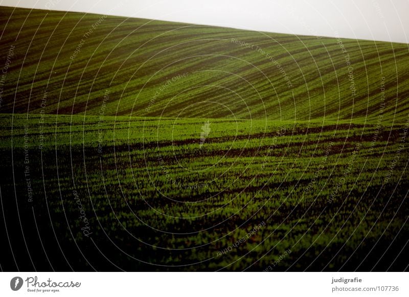 Acker Feld grün Aussaat Hügel Wellen Landwirtschaft braun Nebel Farbe Ernte Linie Erde Bodenbelag