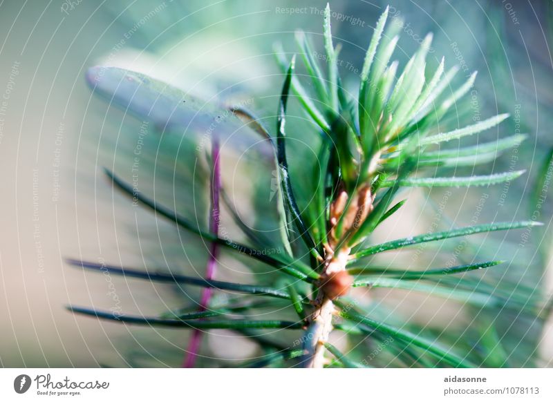 Tannennadeln Natur Pflanze Baum Wald Klima Tannenzweig Nadelbaum Farbfoto Menschenleer Tag