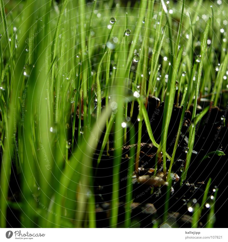 ernte 23 Maulwurf Osterei Gras Grasbüschel Halm Frühling Wachstum Pflanze Nacht Froschperspektive Wiese Wäldchen Sträucher Nachthimmel Vorfreude aufwachen