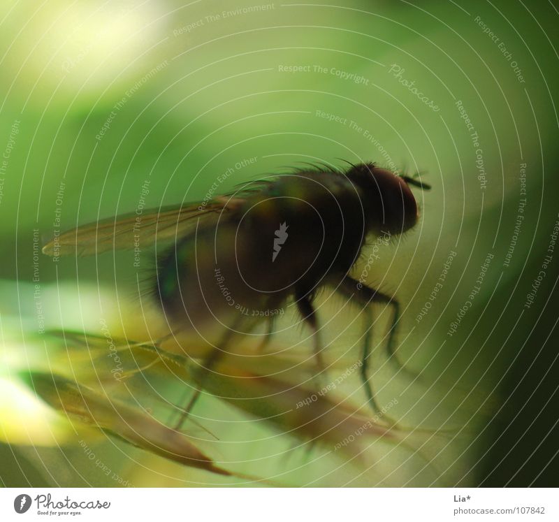 Fliege im Wind Stechmücke Insekt Unschärfe Gras grün Biologie Tier klein krabbeln Makroaufnahme Nahaufnahme abstrakt Flügel Haare & Frisuren fliegen