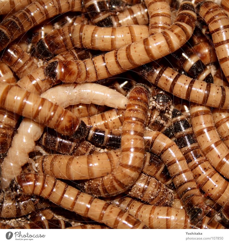Zu Grabe Wurm Sarg Leiche Futter füttern Geruch Tier braun Angst Panik Mehlwurm Mehlwürmer Zophobas Tod verfaulen Ernährung dreckig Bodenbelag Protein