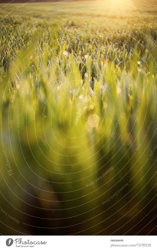 Morgenstimmung Feld Landwirtschaft Forstwirtschaft Umwelt Natur Pflanze Sonnenlicht Frühling Gras Nutzpflanze natürlich Wärme gelb grün Frühlingsgefühle