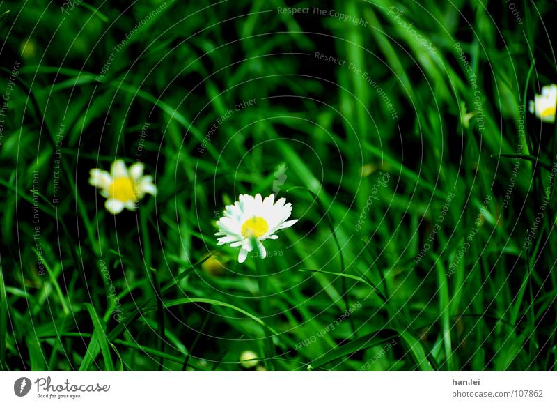 Gänseblümchen Garten Blume Gras klein durcheinander Gänseblime Wieße Rasen schwarz-grün weiß gelb Farbfoto