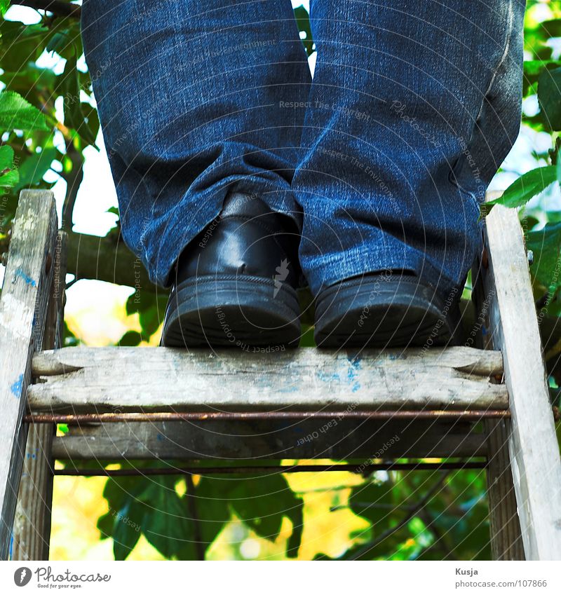 Erntedank Apfelbaum Mann Schuhe Hose Blatt Sammlung Herbst lecker grün rot schwarz Holz Leiter Klettern Kusja blau