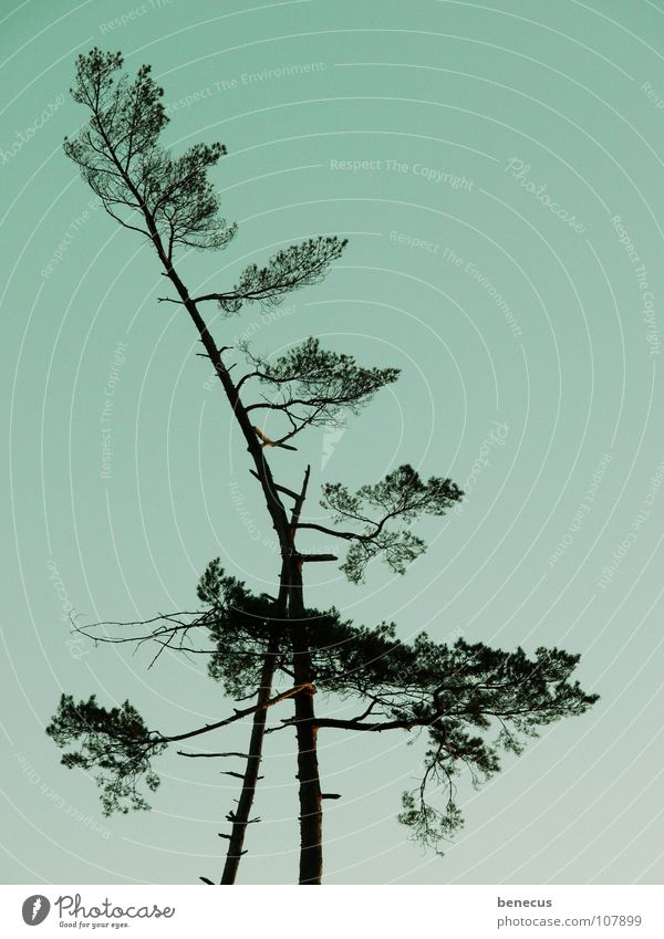 Zuneigung Baum nebeneinander Strebe abstützen Selbstlosigkeit Holzmehl türkis Zusammensein Symbiose Gesellschaft (Soziologie) alt Schwäche im Wald Natur