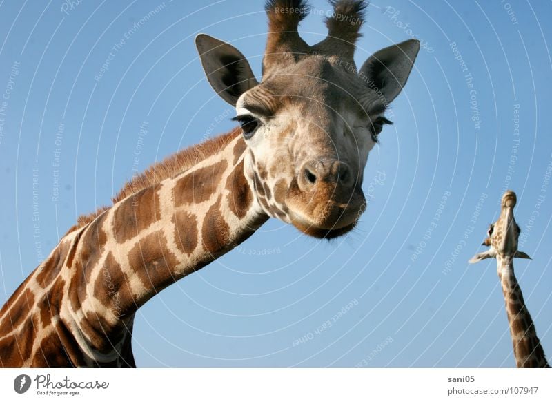 Dem Himmel so nah Afrika Tier Wildtier Zoo Giraffe groß Pflanzenfresser Fell Tierpark. Kenia wildlife sanft hals lang Muste Verrenkungenr