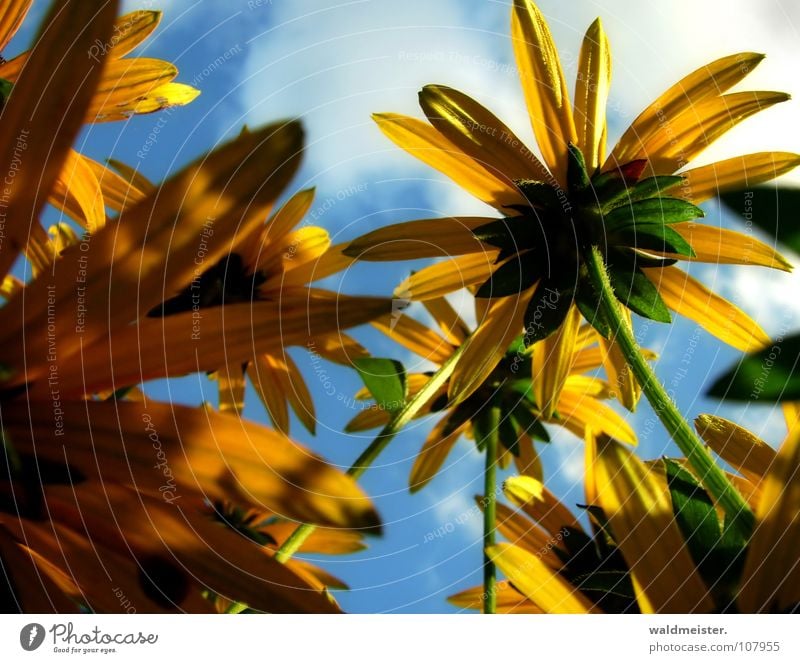 Sommerblumen Sonnenhut Blume Blüte Garten Stauden Beet Blumenbeet Himmel Wolken Licht Schatten gelb blau Romantik