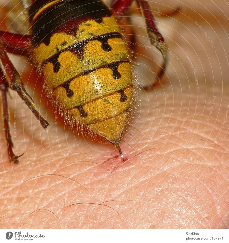 Hornissenhintern stechen ( Vespa crabro ) Hautflügler schwarz gelb Insekt Tier Sommer Herbst Angriff attackieren Hinterteil Nordwalde Angst Panik Makroaufnahme