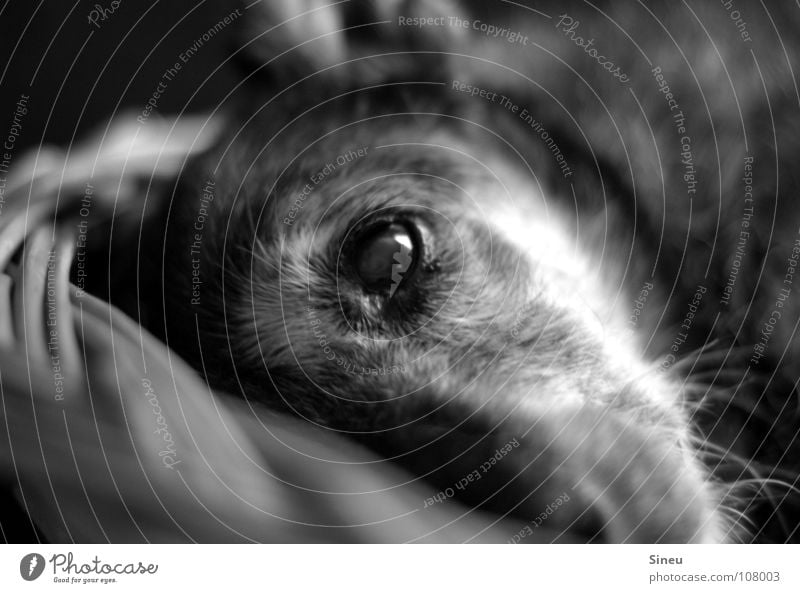 Mittagspause Schwarzweißfoto Innenaufnahme Kunstlicht Kontrast Starke Tiefenschärfe Tierporträt Blick in die Kamera Blick nach vorn Fell grauhaarig Haustier