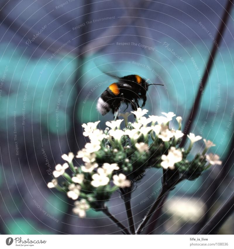 summ_bienchen_summ² Sommer Biene Blume flattern Fliederbusch grün Pause stechen Honig Staubfäden Insekt fleißig Makroaufnahme Nahaufnahme Leben