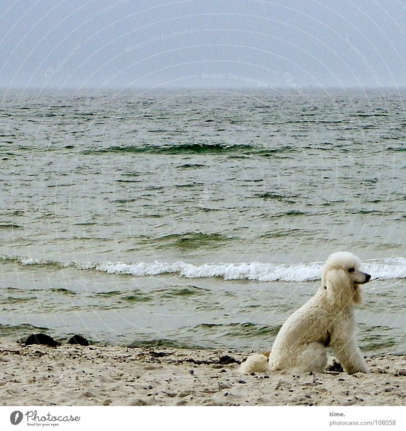 Arf, she said Außenaufnahme Wegsehen Strand Meer Küste Schifffahrt Hund sitzen weiß Geruch staunen Säugetier Königspudel oder so Herrchen ist nicht da